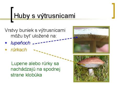 Detail bazídií na lupeňoch huby