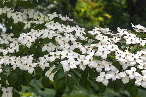 kvety Cornus kousa