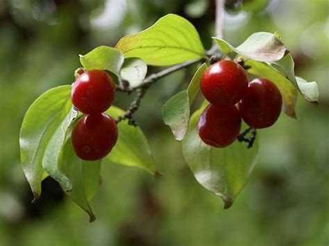 plody drieňa obyčajného