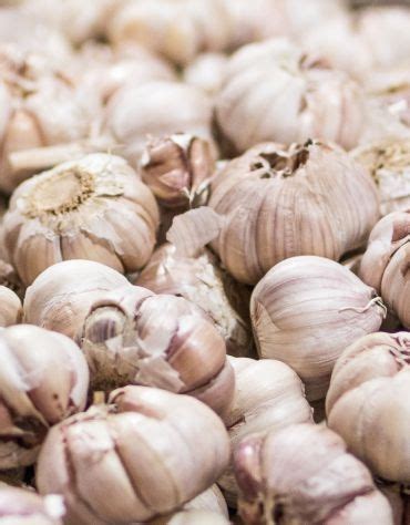 Zimný cesnak a jarný cesnak - porovnanie