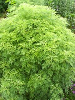 Palina abrotanová 'Cola'