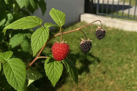 Zrelé maliny na kríku v záhrade