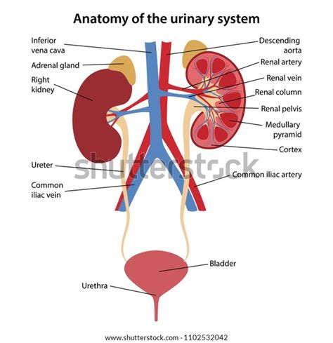 schéma anatomie reprodukčného systému králika