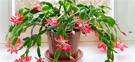 rozkvitnutý vianočný kaktus Schlumbergera v interiéri
