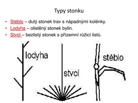 Typy stoniek rastlín