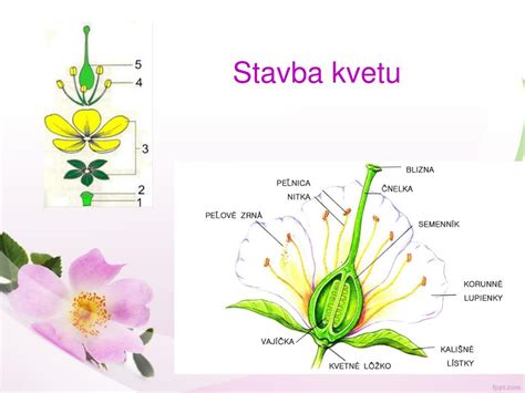 Stavba kvetu s vyznačenými časťami