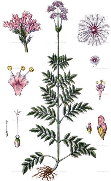 Valeriána lekárska, ilustrácia rastliny