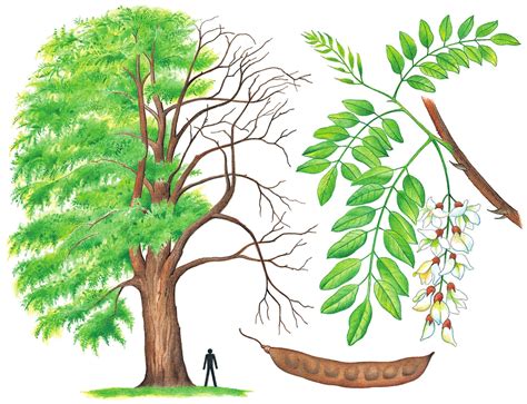 Ilustrácia agátu bieleho s kvitnúcimi strapcami