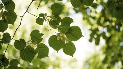Detail jedovatých listov agátu