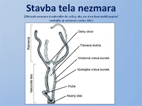 Schéma pučania nezmara