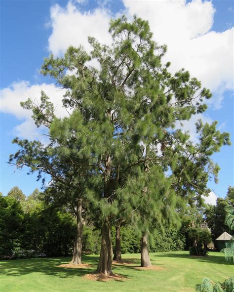 vzhľad stromu Casuarina cunninghamiana v prírode
