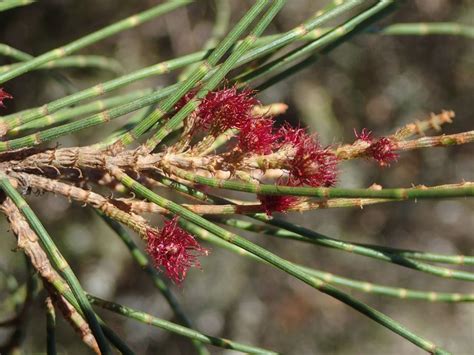 detailné zobrazenie listov a semien Casuarina cunninghamiana