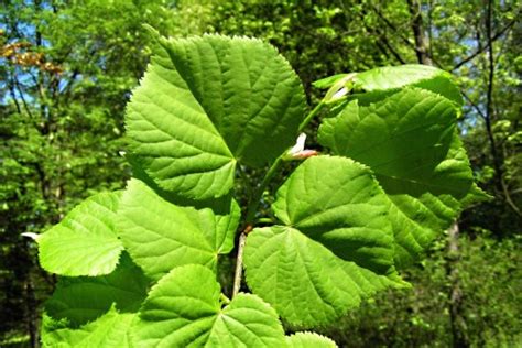Sadenica lipy malolistej