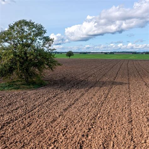 Porovnanie mulčovanej a nemulčovanej pôdy