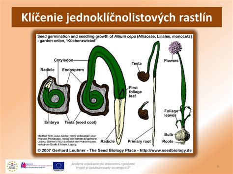 Schéma klíčenia semien vistérie v nádobe