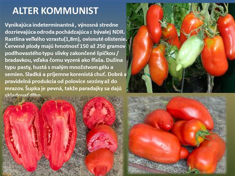 Rozličné odrody paradajok