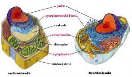Štruktúra rastlinnej bunky s vyznačenými časťami pre rozmnožovanie