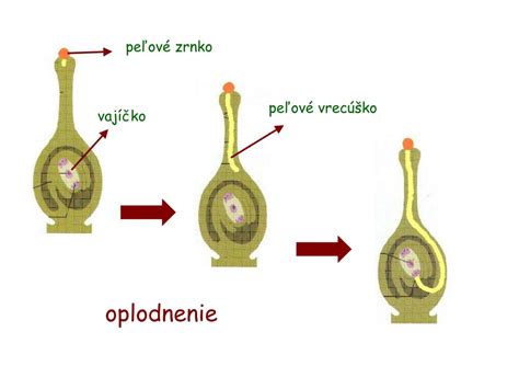 Schéma opeľovania a oplodnenia u krytosemenných rastlín