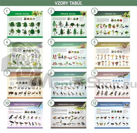 Schematické znázornenie rodozmeny rastlín