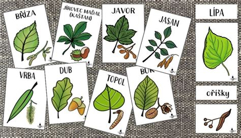 Evolučný strom rastlín s vyznačenými skupinami a ich spôsobmi rozmnožovania