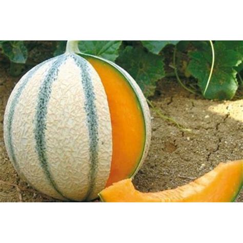 Vrúbľovaný melón na tekvicovom podpníku