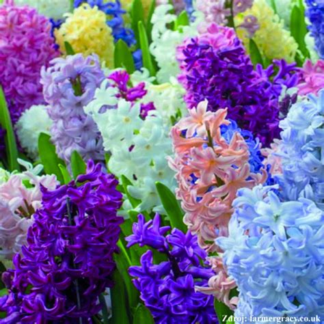 Hyacinty rôznych farieb