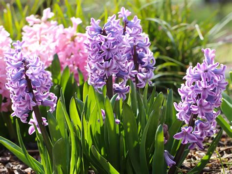 Odkvitnuté hyacinty a ich cibuľky