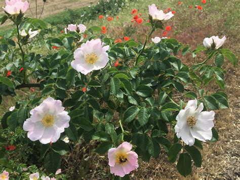 Ruža šípová v prírode