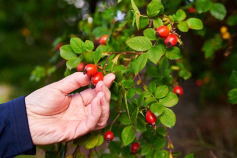 Dozrievajúce šípky