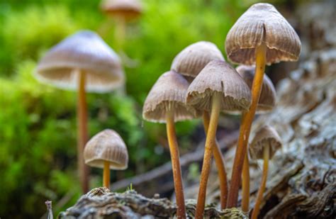 Psilocybe mexicana a jej historický význam