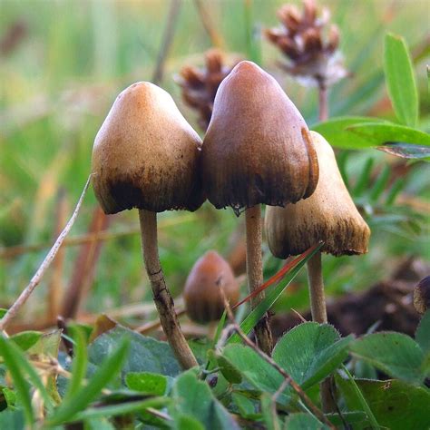 Charakteristické znaky huby Psilocybe mexicana