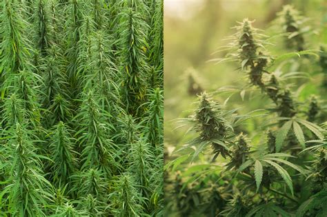 Grafika: Obsah THC v technickom konope vs. marihuane