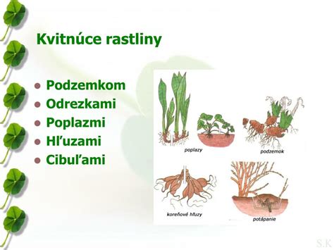 Obálka knihy Rozmnožovanie rastlín