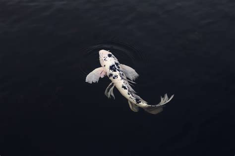 Štýlová fotografia japonského kapra koi