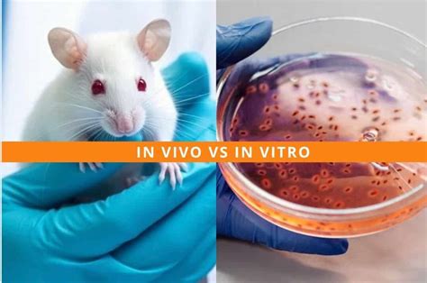 Bambus pestovaný in-vitro vs. klasicky