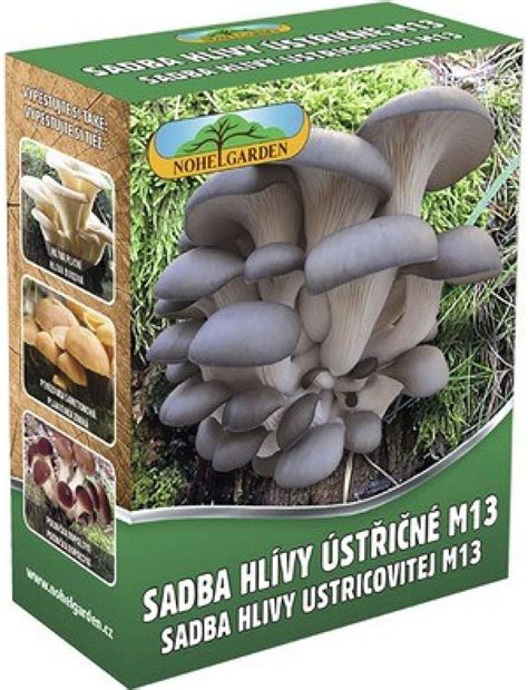 Rast plodníc hlivy ustricovej vo vreciach