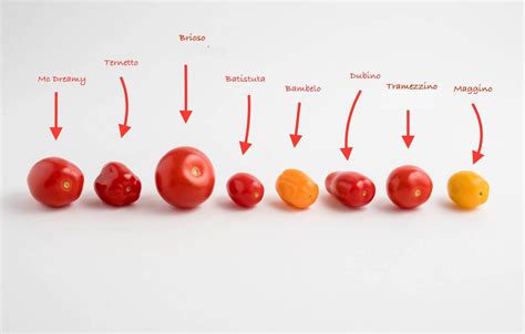 Rôzne odrody paradajok zobrazené na infografike
