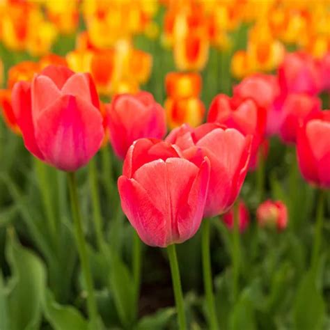 Rôzne odrody tulipánov s ich charakteristickými tvarmi a farbami