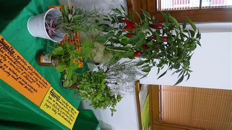 Záhon s rôznymi druhmi liečivých bylín