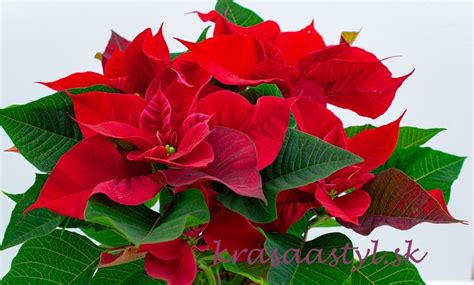 vianočná ruža v interiéri