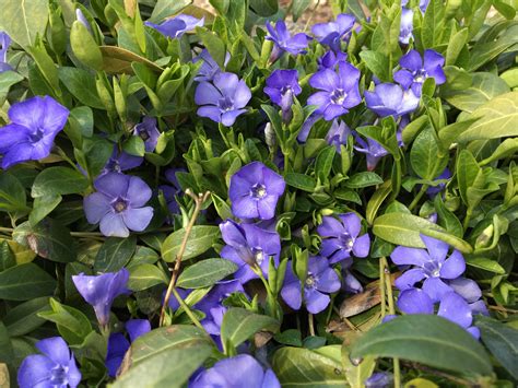 Zimozeleň menšia v prirodzenom prostredí