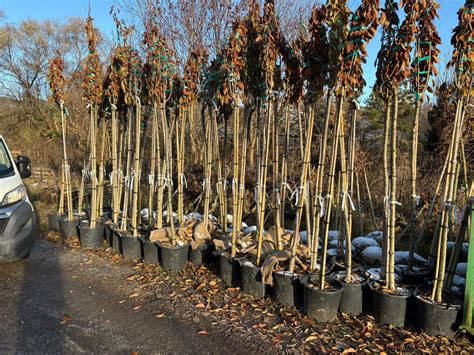 Odrezky zimozelene pripravené na výsadbu