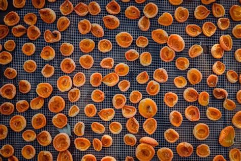 Sušenie vňate zimozelene menšej