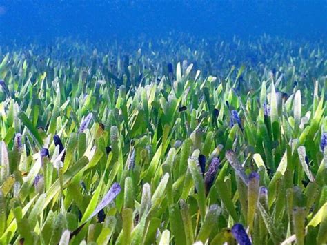 Grafické porovnanie veľkosti Posidonia australis s futbalovým ihriskom
