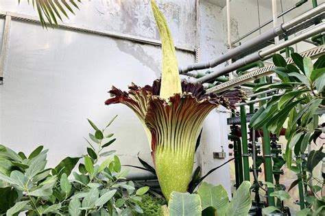 Návštevníci obdivujú Amorphophallus titanum v botanickej záhrade