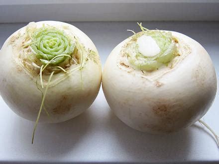 Biela reďkovka a jej nutričné hodnoty