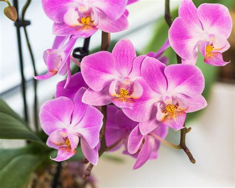 Orchidea Phalaenopsis na slnečnom okne