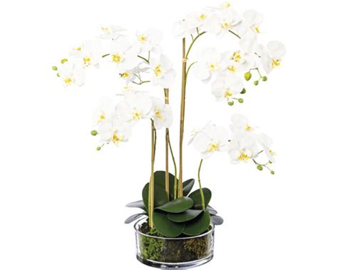 Orchidea Phalaenopsis v sklenenej váze