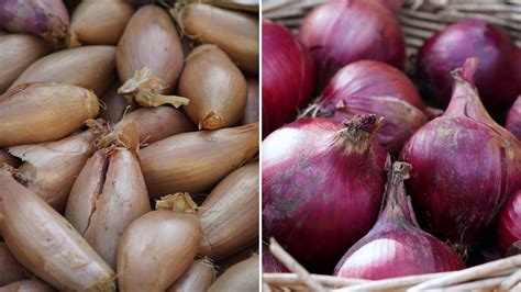 Porovnanie šalotky a cibule