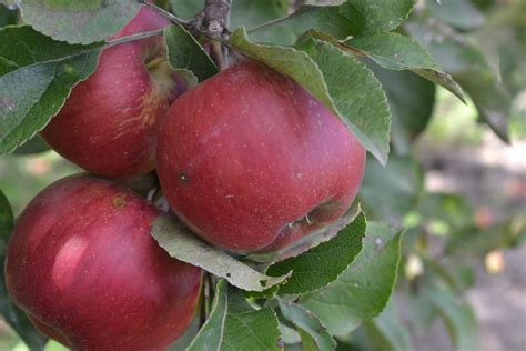 Rôzne odrody šalotky